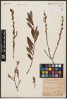 Foto von Salix aurita L. x Salix purpurea L.
